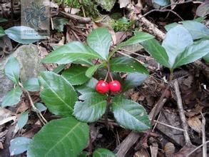 彎梗紫金牛 彎梗紫金牛