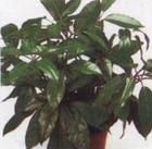 大葉鵝掌柴 大葉鵝掌柴