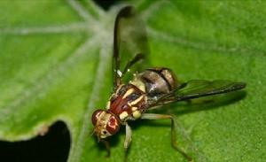 花生田灰地種蠅 花生田灰地種蠅
