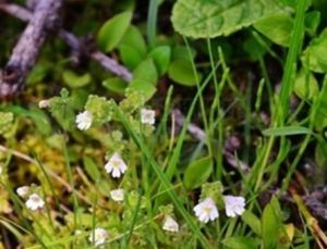 川藏短腺小米草 川藏短腺小米草