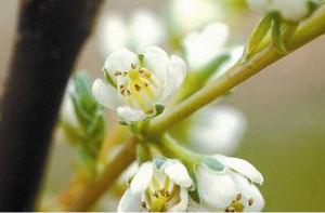 疏花雀梅藤 疏花雀梅藤