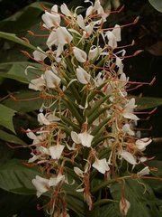 無毛薑花 無毛薑花