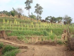 管家村村 管家村村