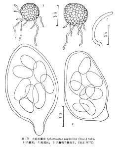 大戟單囊殼 大戟單囊殼