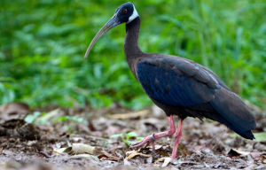 白肩黑䴉 白肩黑䴉