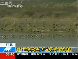 中央電視台 赤山湖退漁還湖 大藍灰鷺