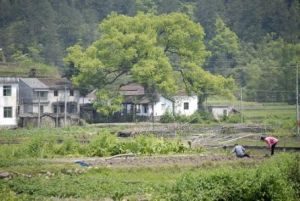 上大安一隊村 上大安一隊村