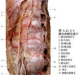 腰交感神經阻滯術 腰交感神經阻滯術