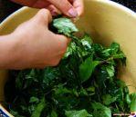 豆腐柴屬 豆腐柴屬