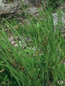 北美海篷子 北美海篷子