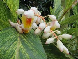 花葉良姜 花葉良姜