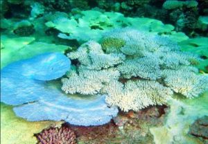 印度洋杯形珊瑚