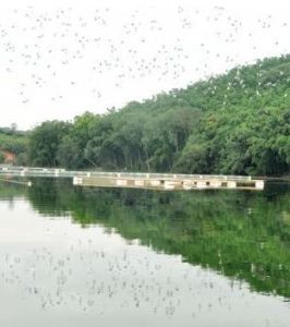 白鷺島自然保護區 白鷺島自然保護區