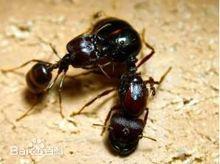 全異盲切葉蟻（Carebara diversa）的玩家飼養圖