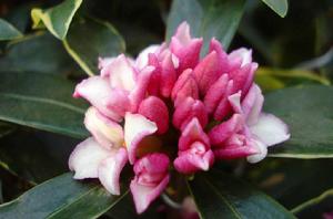 金邊瑞香 金邊瑞香