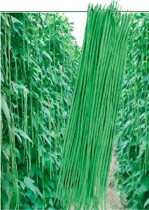 翠豐二號 翠豐二號