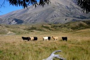 摩斯沃斯牧場 摩斯沃斯牧場