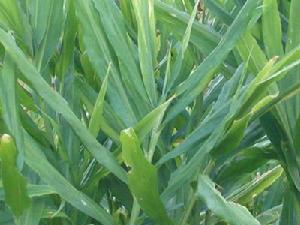 雙米地自然村特色產業-生薑