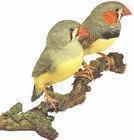 金山珍珠鳥 金山珍珠鳥