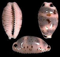 大熊寶螺 大熊寶螺