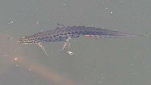 黑點貓鯊 黑點貓鯊