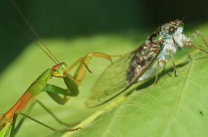 蟑螂捕蟬 蟑螂捕蟬