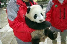 熊貓博斯 熊貓博斯