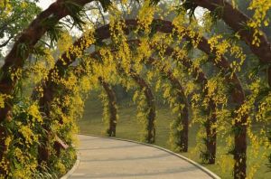 南寧青秀山蘭園 南寧青秀山蘭園