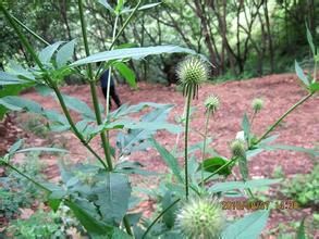 水蓑衣亞族 水蓑衣亞族