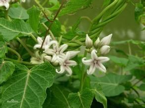 白阿福花 白阿福花