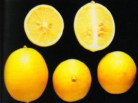 里斯本檸檬 里斯本檸檬