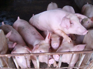 飼料添加劑的合理運用是預防豬銅中毒的最重要方法