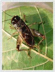 寧津蟋蟀 寧津蟋蟀