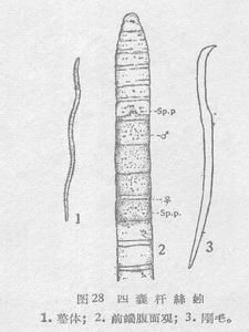 四囊桿絲蚓 四囊桿絲蚓