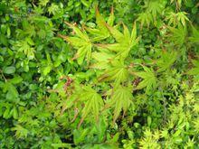 青楓（又名：雞爪槭）