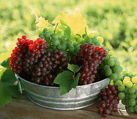 葡萄減肥法 葡萄減肥法