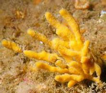 橙色手指海綿 橙色手指海綿