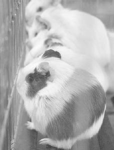 無菌動物 無菌動物