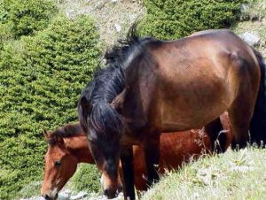 野馬飼養放生基地(野馬場) 野馬飼養放生基地(野馬場)