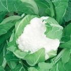 荷蘭春早花椰菜 荷蘭春早花椰菜