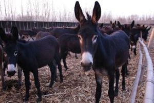 沁陽驢 沁陽驢