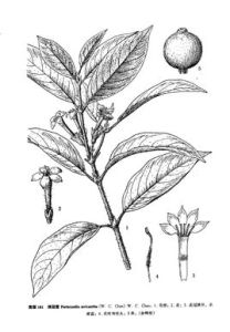 絹冠茜屬 絹冠茜屬