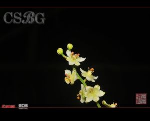 牯嶺藜蘆 牯嶺藜蘆