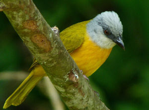 灰頭唐納雀 灰頭唐納雀