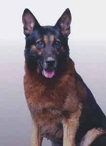 狗與警察：純白之絆