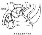 男性內生殖系統