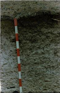 興隆山的灰褐土