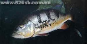 黃尾鱸魚 黃尾鱸魚