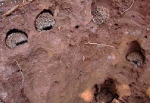 地底下的白蟻巢密密麻麻,讓人觸目驚心