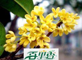 百里香桂花樹苗基地